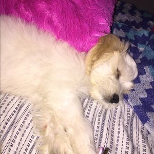 Meet your Posher, Rosemary